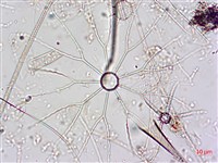 登錄號:A00004650藏品圖，第4張