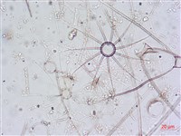 登錄號:A00004650藏品圖，第5張