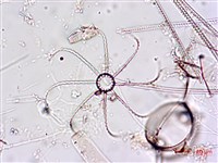登錄號:A00004650藏品圖，第7張