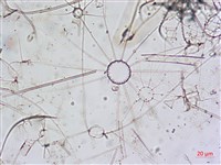 登錄號:A00004650藏品圖，第10張