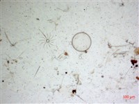 登錄號:A00004652藏品圖，第2張