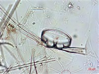 登錄號:A00004652藏品圖，第6張