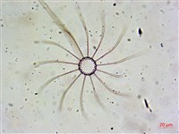登錄號:A00004652藏品圖，第7張