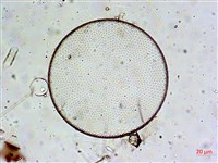 登錄號:A00004652藏品圖，第10張