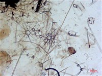 登錄號:A00004652藏品圖，第12張