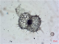 登錄號:A00004653藏品圖，第9張