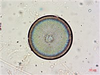 登錄號:A00004653藏品圖，第12張
