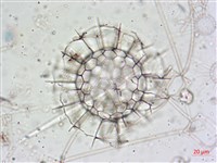登錄號:A00004653藏品圖，第14張