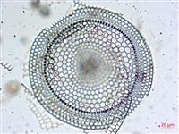 登錄號:A00004653藏品圖，第18張