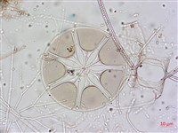 登錄號:A00004653藏品圖，第21張