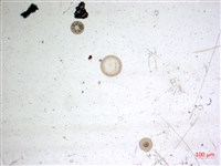 登錄號:A00004654藏品圖，第2張
