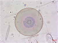 登錄號:A00004654藏品圖，第5張