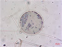 登錄號:A00004654藏品圖，第7張