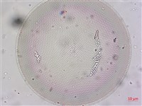 登錄號:A00004654藏品圖，第9張