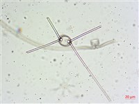 登錄號:A00004654藏品圖，第11張