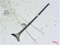登錄號:A00004654藏品圖，第18張