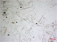 登錄號:A00004655藏品圖，第2張