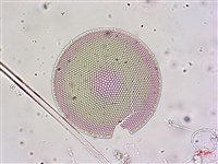 登錄號:A00004655藏品圖，第9張
