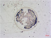 登錄號:A00004655藏品圖，第10張