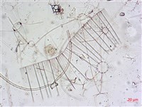 登錄號:A00004655藏品圖，第12張