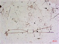 登錄號:A00004655藏品圖，第15張