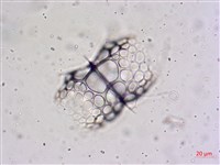 登錄號:A00004655藏品圖，第19張