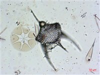 登錄號:A00004656藏品圖，第3張
