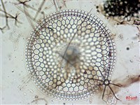 登錄號:A00004656藏品圖，第13張
