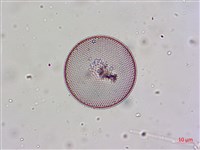 登錄號:A00004656藏品圖，第17張