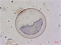 登錄號:A00004656藏品圖，第18張
