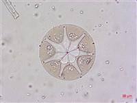 登錄號:A00004656藏品圖，第19張