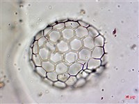 登錄號:A00004656藏品圖，第24張