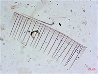 登錄號:A00004656藏品圖，第27張
