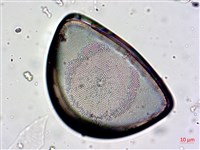 登錄號:A00004657藏品圖，第6張