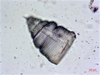 登錄號:A00004657藏品圖，第7張