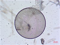 登錄號:A00004657藏品圖，第10張