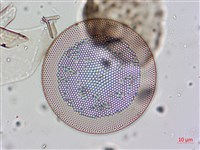 登錄號:A00004658藏品圖，第5張