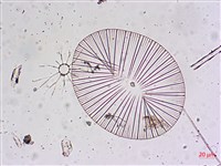 登錄號:A00004658藏品圖，第10張