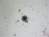 登錄號:A00004659藏品圖，第2張