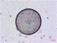 登錄號:A00004659藏品圖，第6張