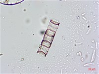 登錄號:A00004660藏品圖，第9張
