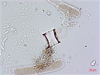 登錄號:A00004660藏品圖，第11張