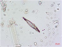 登錄號:A00004661藏品圖，第7張