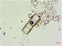 登錄號:A00004662藏品圖，第8張