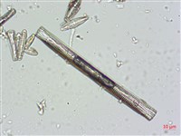 登錄號:A00004663藏品圖，第4張