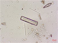 登錄號:A00004668藏品圖，第5張