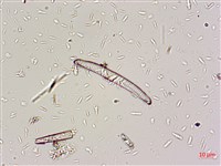 登錄號:A00004668藏品圖，第7張
