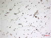 登錄號:A00004672藏品圖，第2張