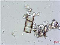 登錄號:A00004672藏品圖，第13張