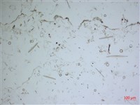 登錄號:A00004675藏品圖，第2張